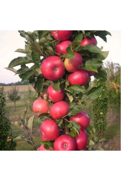 Яблуня колоновидна Вікторія фото